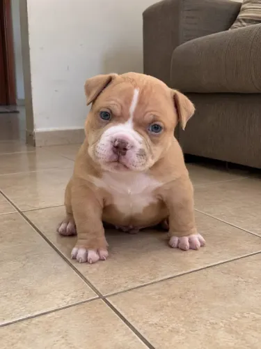 DOAÇÃO FILHOTE (AMERICAN BULLY MICRO)