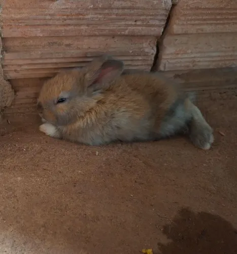 vende coelhinho