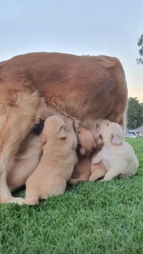 Filhote Golden Retriver