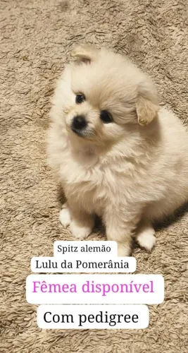 Lulu com pedigree