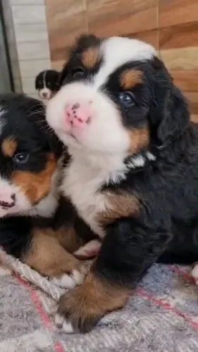 filhote Bernese Fêmea top da linhagem