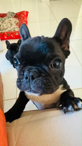 Buldogue