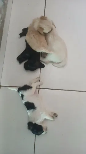 Cachorro 