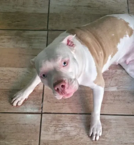 Doação American Bully