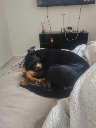 DOA-SE CACHORRO MACHO 4 MESES