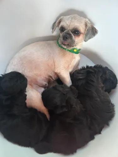 Filhote Shih Tzu Fêmea R$ 1.100