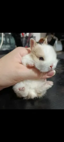 Hamsters 