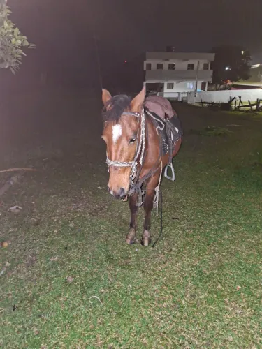 Vendo cavalo ensilhado