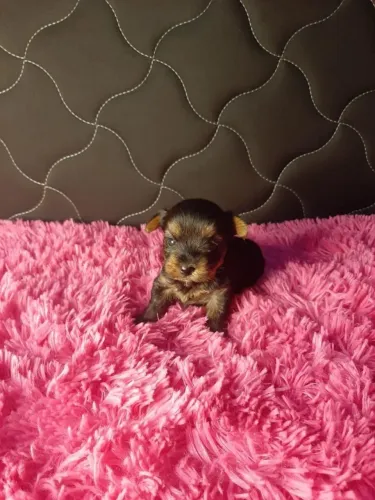 Yorkshire Terrier,Yorkshire Terrier Filhote Vacinado com Muito Charme e Delicadeza