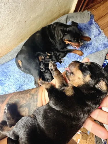 Rottweiler CBKC filhotes