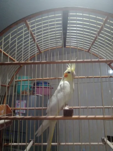 Pet