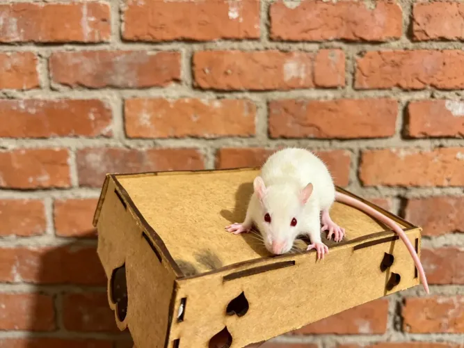 Caixinha rato Twister hamster pet