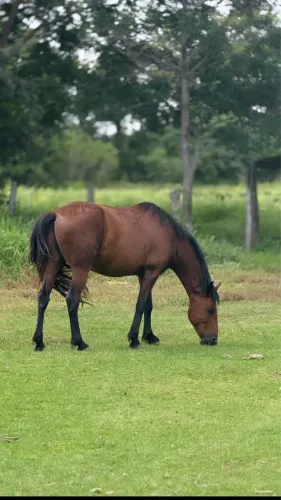 Cavalo descendente de Quarto de Milha