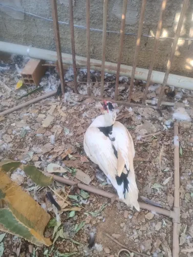 Lindos patos macho pra reproduzir e pra comer quem apreciar todos sadios bem cevado!