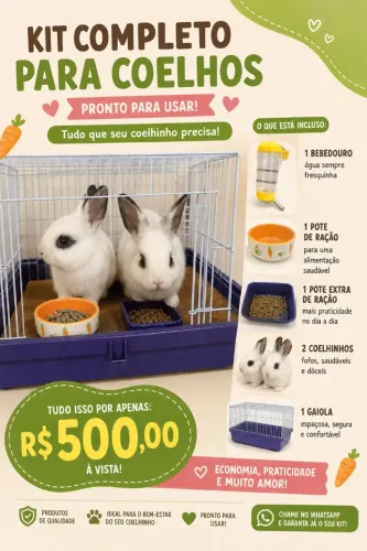 2 coelha da raça Netherland (anão)