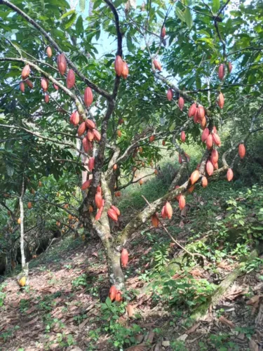 Terreno Rural à Venda com Plantação de Cacau Produtiva