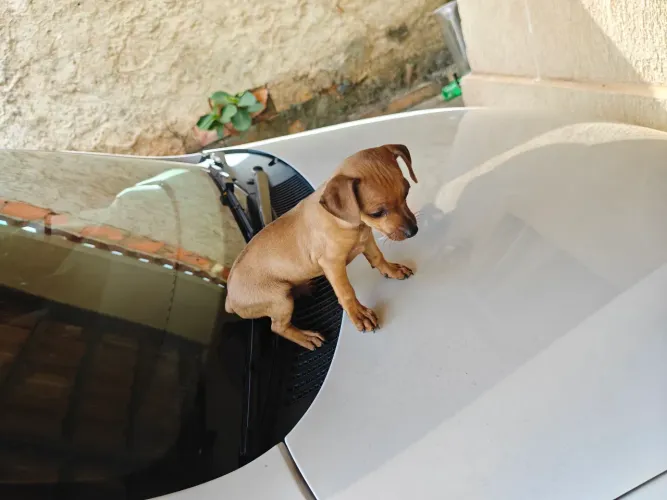 Filhote de cachorro 