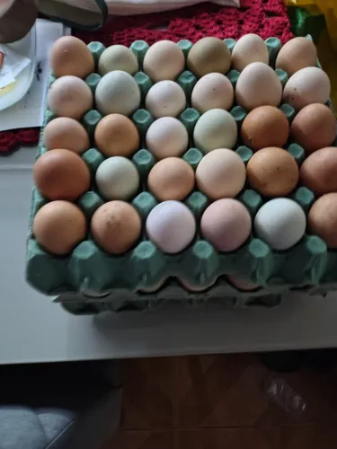 Ovos galados de Galinha Balão