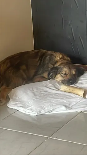 CACHORRO VIRA LATA - DOAÇÃO
