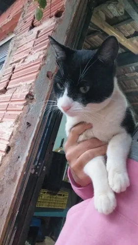 Doa-se gato adulto