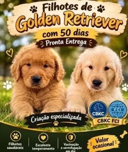 Golden retriever ocasional