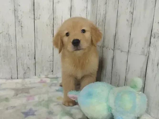 Cachorro filhote alegre Golden Retriever