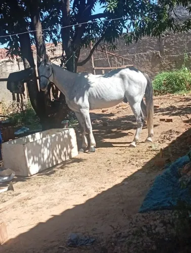 Cavalo pedindo 9000 faço troca também em outro