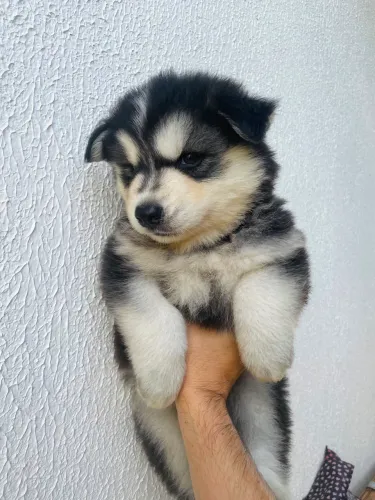 Husky Siberiano - Disponível para venda