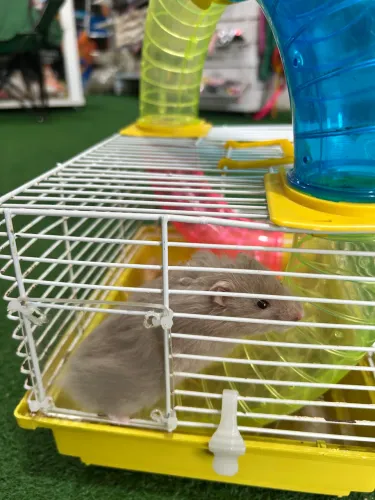 Gaiola com hamster