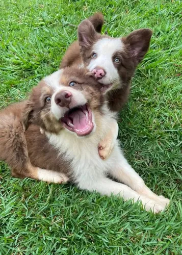 Filhotes de Border Collie marrom com branco disponíveis para venda.