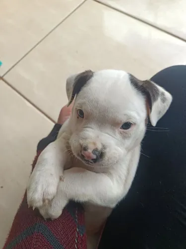Fêmea American Bully