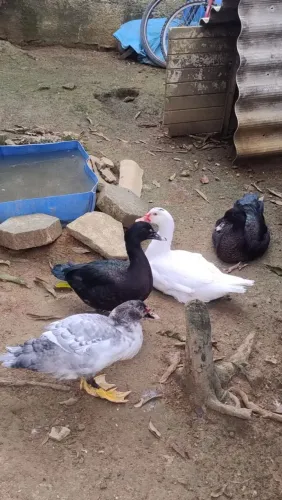 PATOS JOVENS SAUDÁVEIS