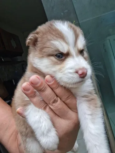 Filhote de Husky siberiano fêmea