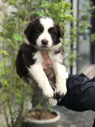 Filhotes de Border Collie Vacinados (V10) + Garantia de Saúde