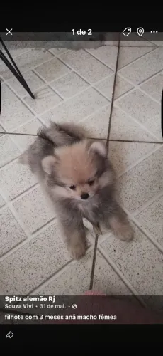 Lulu