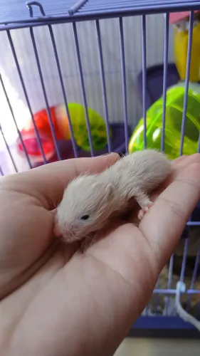 Doação de Hamsters Sírios