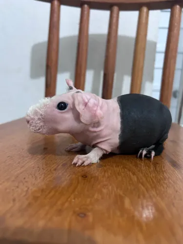 Porquinho da índia skinny