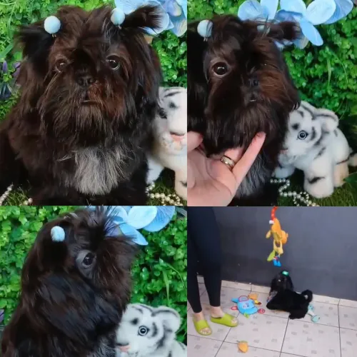 Filhote Shih tzu Macho