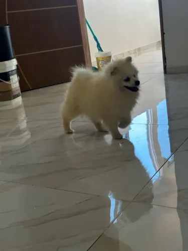 Cachorro Lulu anão macho último disponível