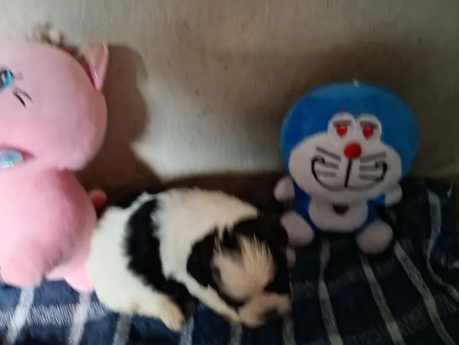 Shituzu Macho