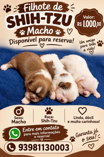 Shitzu filhote macho