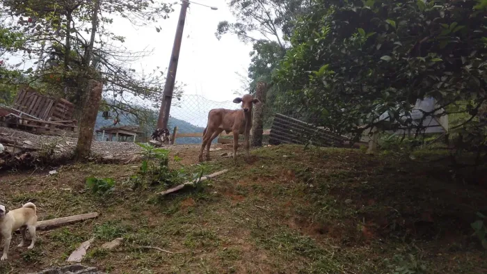 Vendo novilha sind