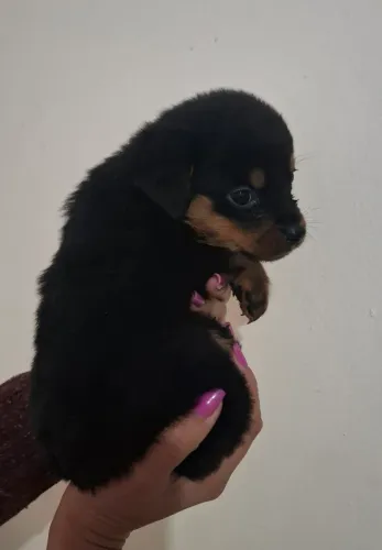 Rottweiler 