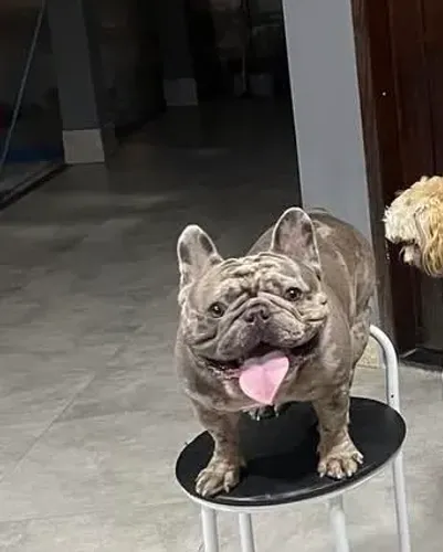 Buldogue francês pra cobertura 