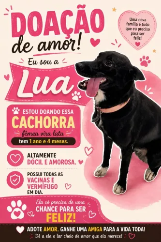 Doação de cachorro fêmea vira lata