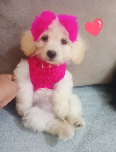 Poodle toy femea 