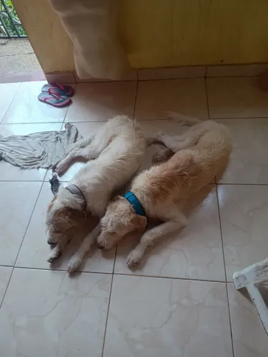 Doação de cachorro 