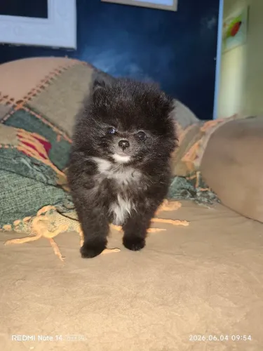 Lulu da Pomerania - Anão