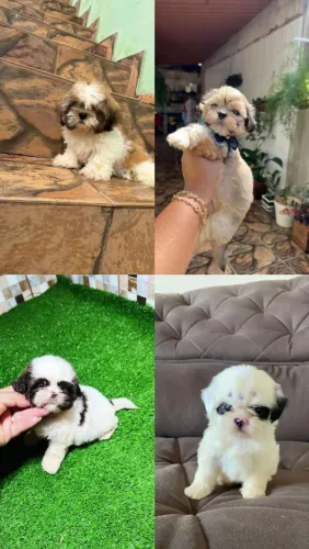 Shih Tzu
