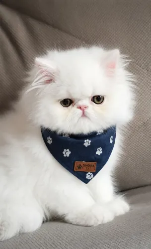 Filhotes Gato Persa | Persa Legítimo Macho e Fêmea | Filhotes Disponíveis